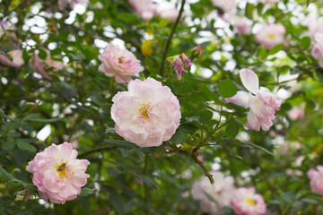 Rosa great maiden's blush pink flower, Spring Flowering Soft Pink Flower Heads on an Old English Rose (Rosa 'Great Maiden's Blush) with leaves, Pink double Alba rose Maiden's Blush flowers in a garden