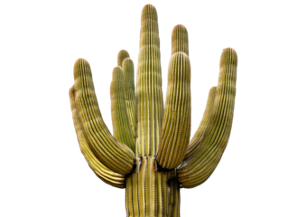 Saguaro cactus isolated on transparent or white background