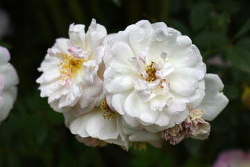 Rosa great maiden's blush white flower, Spring Flowering white Flower Heads on an Old English Rose (Rosa 'Great Maiden's Blush) with leaves, white double Alba rose Maiden's Blush flowers in a garden