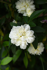Rosa great maiden's blush white flower, Spring Flowering white Flower Heads on an Old English Rose (Rosa 'Great Maiden's Blush) with leaves, white double Alba rose Maiden's Blush flowers in a garden