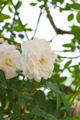 Rosa great maiden's blush white flower, Spring Flowering white Flower Heads on an Old English Rose (Rosa 'Great Maiden's Blush) with leaves, white double Alba rose Maiden's Blush flowers in a garden