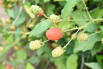 Natural food - fresh unripe blackberries in a garden. Bunch of unripe blackberry fruit, Rubus fruticosus - on branch with green leaves on a farm. Closeup, blurred background. Chakwal, Punjab, Pakistan