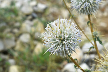 Echinops sphaerocephalus, Echinops sphaerocephalus known as Great Globe Thistle or Pale Globe Thistle, A summer plant in the wild in a meadow, Wild flower with thorns and spines bloomed