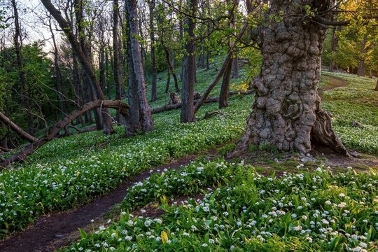 Spring blooming beech forest with beautiful white wild garlic, wild onions (Allium ursinum), garlic flower edible and healthy, with a mighty old tree mountains at sunset.
