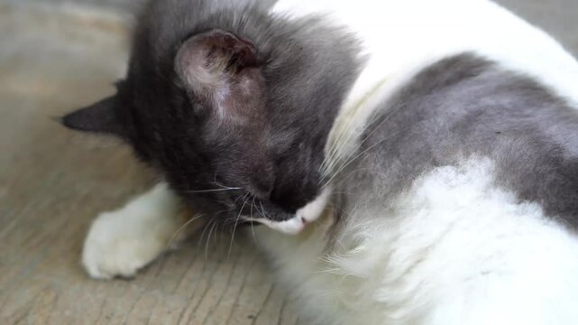 domestic cat carefully grooming long, fluffy fur white, sitting comfortable on floor