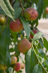 Fresh Ripe nectarine fruits on a tree branch with leaves closeup, A bunch of ripe nectarine, Ripe...