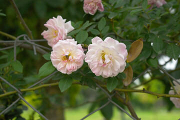 Rosa great maiden's blush pink white flower, Spring Flowering Soft pink white Flower Heads on an Old English Rose (Rosa 'Great Maiden's Blush) with leaves, Pink double Alba rose Maiden's Blush flowers