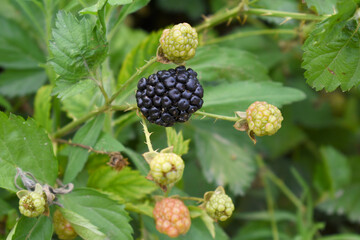 Natural food - fresh ripe blackberries in a garden. Bunch of ripe blackberry fruit - Rubus...