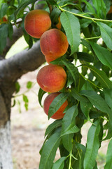 Fresh Ripe Peach fruits on a tree branch with leaves closeup, A bunch of ripe Peaches on a branch,...
