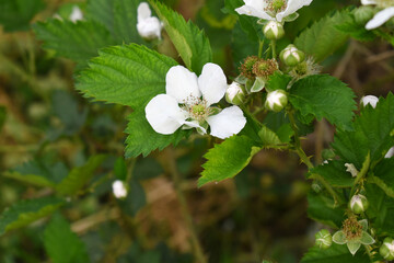Blackberry flowers blooming in the garden, Beautiful in spring bloom garden. Blackberry bush with white flowers, Blossoming blackberry bush and bee, sunny spring day, Chakwal, Punjab, Pakistan