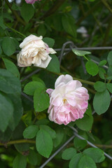 Rosa great maiden's blush pink flower, Spring Flowering Soft Pink Flower Heads on an Old English...