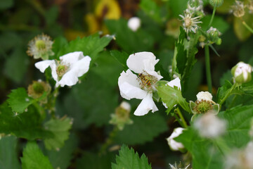 Blackberry flowers blooming in the garden, Beautiful in spring bloom garden. Blackberry bush with white flowers, Blossoming blackberry bush and bee, sunny spring day, Chakwal, Punjab, Pakistan