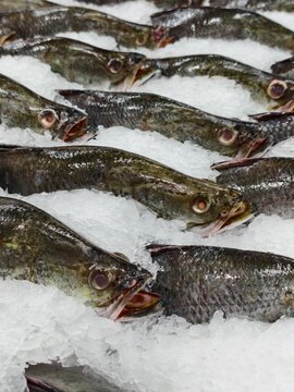 Fresh Fish Display on Ice in Market for Culinary Use and Recipes