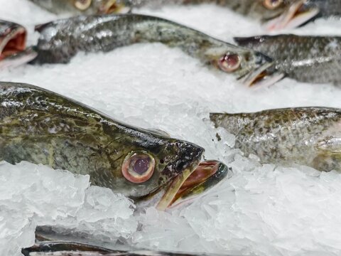 Fresh Fish on Ice at Seafood Market with Natural Colors and Textures