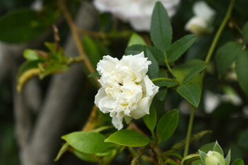 Obraz premium Rosa great maiden's blush white flower, Spring Flowering white Flower Heads on an Old English Rose (Rosa 'Great Maiden's Blush) with leaves, white double Alba rose Maiden's Blush flowers in a garden