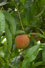 Fresh young unripe Peach fruits on a tree branch with leaves closeup, A bunch of unripe Peaches on a branch, beautiful delicious fruit peaches on the tree, peach fruits grow on a peach tree branch