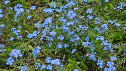 Sweden. Myosotis sylvatica, the wood forget-me-not or woodland forget-me-not, is a species of...