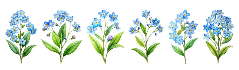 Watercolor Forget-Me-Not Blue Flowers Floral Set Png