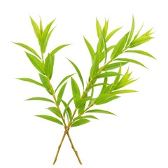 Fototapeta premium Two willow branches with green leaves isolated on transparent background. for botanical illustrations and design elements use cases.