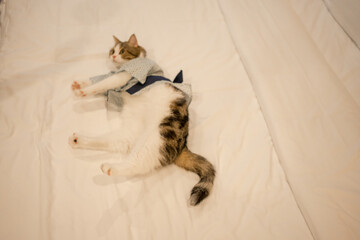 travel japan concept with scottish cat wear japan style cloth