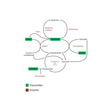 Metabolism of Neurotransmitter Amino Acids in the Brain: GABA, Glutamate, Glycine, and Aspartate. Simple schematic illustration.