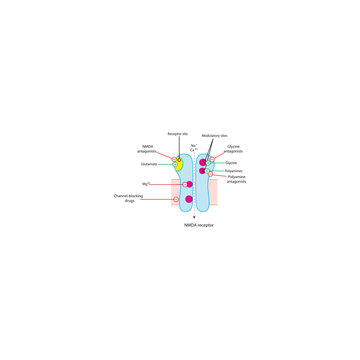 Main Sites of Drug Action on NMDA Receptor &ndash; Receptor and Modulatory Binding Sites, Agonists and Antagonists Illustrated. Simple schematic illustration.