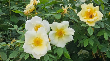 Sweden. Rosa gigantea is a species of rose native to northeast India, northern Myanmar and southwest China (Yunnan) in the foothills of the Himalaya at 1000–1500 m altitude. 