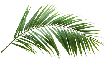 Obraz premium Single lush green palm frond isolated on white