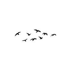 Birds Flying in a Circle in the Sky for Peaceful and Natural Landscape