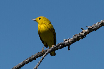 A Yellow Warbler surveys
