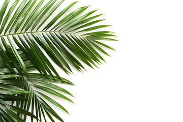 Obraz premium Vibrant green palm fronds on white background