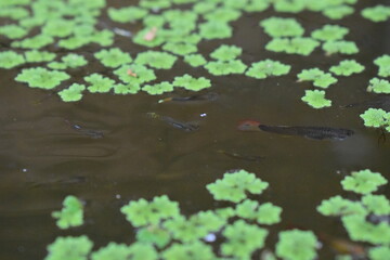 A vibrant green carpet of small aquatic plants, likely Azolla or duckweed, floats on dark water,...