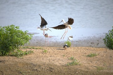 Black winged stilt