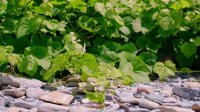 Wild grapevine on mountainside on rocky beach, grapes with healthy green leaves, natural background concept about life cycles of nature and grapes as healthy product for cooking and cosmetics