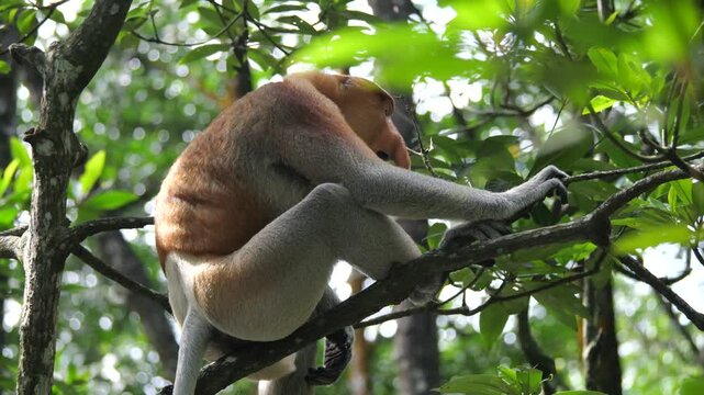 Male proboscis monkey intimidating. Aggressive Male Proboscis Monkey at nature.