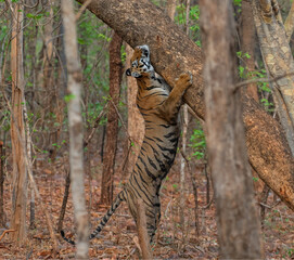 Tiger scratching its neck against a tree as part of animal behaviour