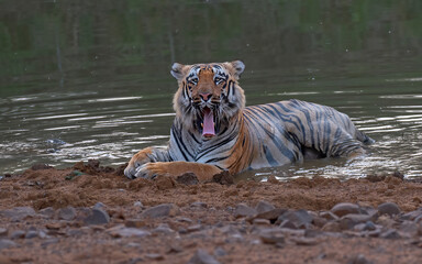 Royal Bengal tiger resting by the water in the jungle. Close up, selective focus.