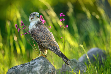 Saker falcon ( falco cherrug ) close up