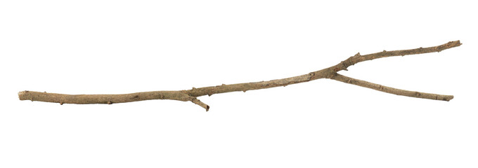 branch dead tree isolated on white background with clipping path.
