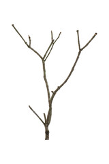 branch dead tree isolated on white background with clipping path.