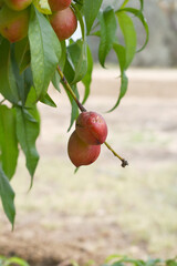 Fresh Ripe nectarine fruits on a tree branch with leaves closeup, A bunch of ripe nectarine, Ripe delicious fruit nectarine on the tree, Ripe sweet nectarine fruits grow on a nectarine tree branch