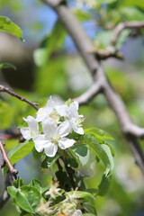 春の日差しを浴びて咲くりんごの花