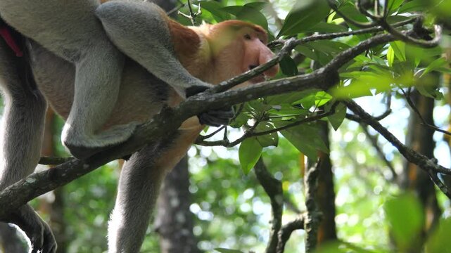 Male proboscis monkey intimidating. Aggressive Male Proboscis Monkey at nature.