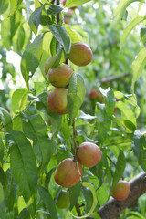 Fresh young unripe nectarine fruits on a tree branch with leaves closeup, A bunch of unripe nectarine on a branch, beautiful delicious fruit nectarine on the tree, nectarine fruits growing on a tree