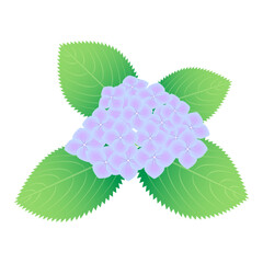美しいグラデーションのアジサイの花と葉のイラスト素材