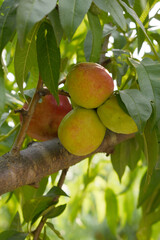 Fresh young unripe nectarine fruits on a tree branch with leaves closeup, A bunch of unripe nectarine on a branch, beautiful delicious fruit nectarine on the tree, nectarine fruits growing on a tree