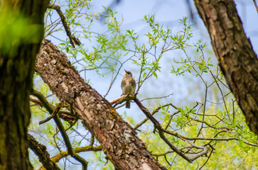 A thrush quietly observing springtime from its perch among fresh willow branches. Bird resting calmly, alert gaze, soft spring light, upward camera angle, forest canopy, natural observation.