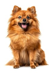 Obraz premium Happy Pomeranian dog portrait