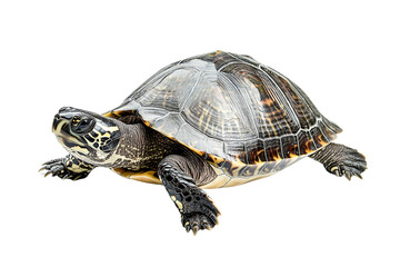 Obraz premium Striped asian turtle closeup view isolated on transparent PNG