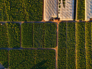 Detailed Aerial Top-Down View of Geometric Banana Plantation Rows, Tenerife